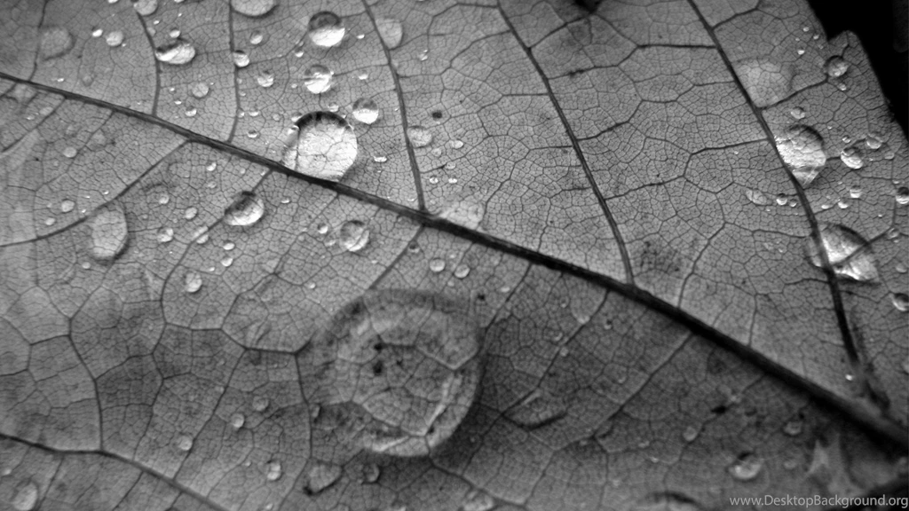 Grey Nature Backgrounds A5 Wallpapers