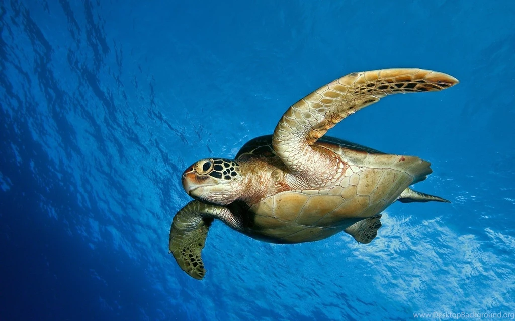 Turtle HD Wallpaper, Turtle Photo, New Wallpapers