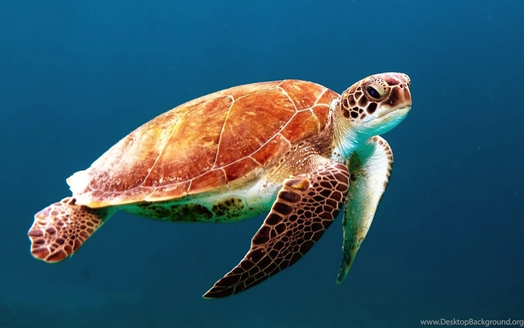 Green sea turtle wallpaper 16.jpg