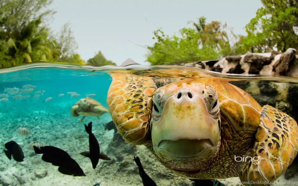 Green Sea Turtles In Bora Bora