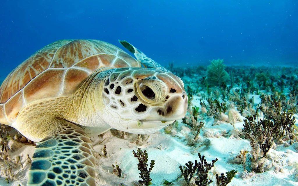 Sea Turtle Desktop Wallpapers 22077