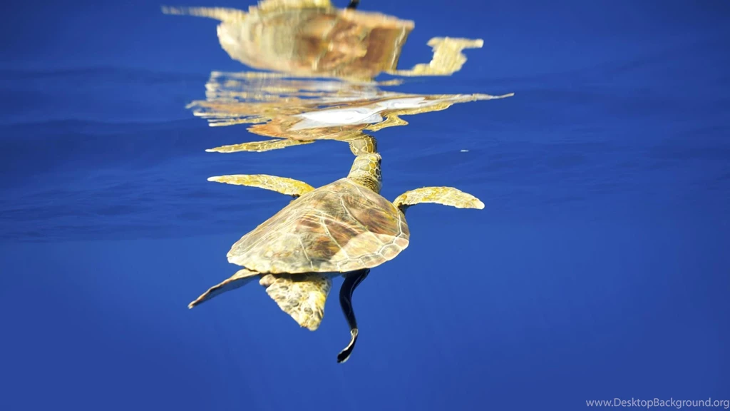 Sea Turtle Wallpapers Free Wide HD Wallpapers