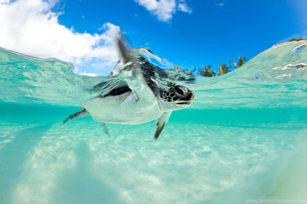Baby Turtle Swimming