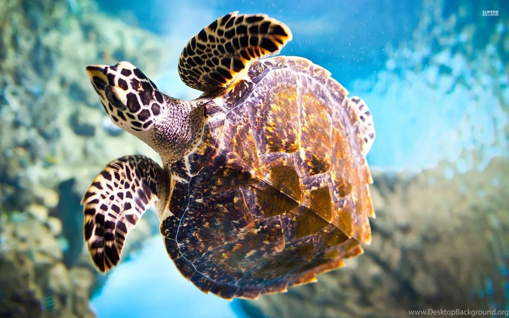 Sea Turtle Wallpapers Animal Wallpapers