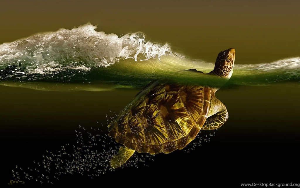 Turtle Wallpapers