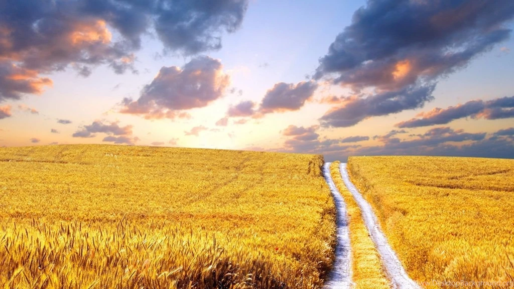 1366x768 Cornfield Summer Hd Wallpapers