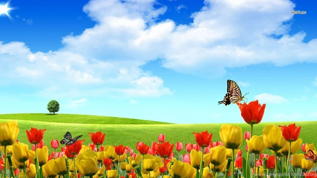 Nature Wallpapers Magnificent Summer