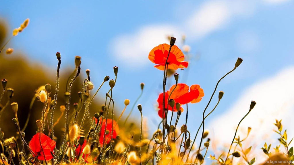 Summer Nature 1361304