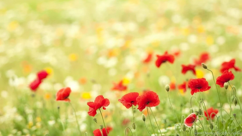 Poppies Flowers Meadow Summer Nature Bokeh