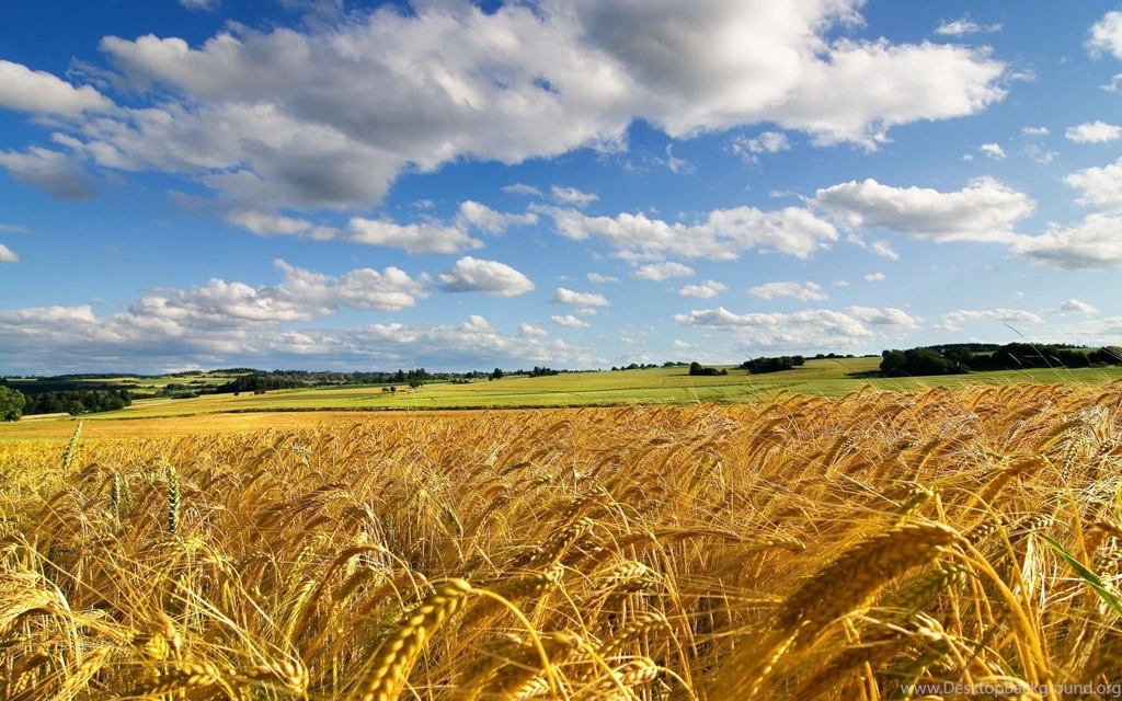 Nature Fields Summer Season Fresh New Hd Wallpapers [Your Popular ...