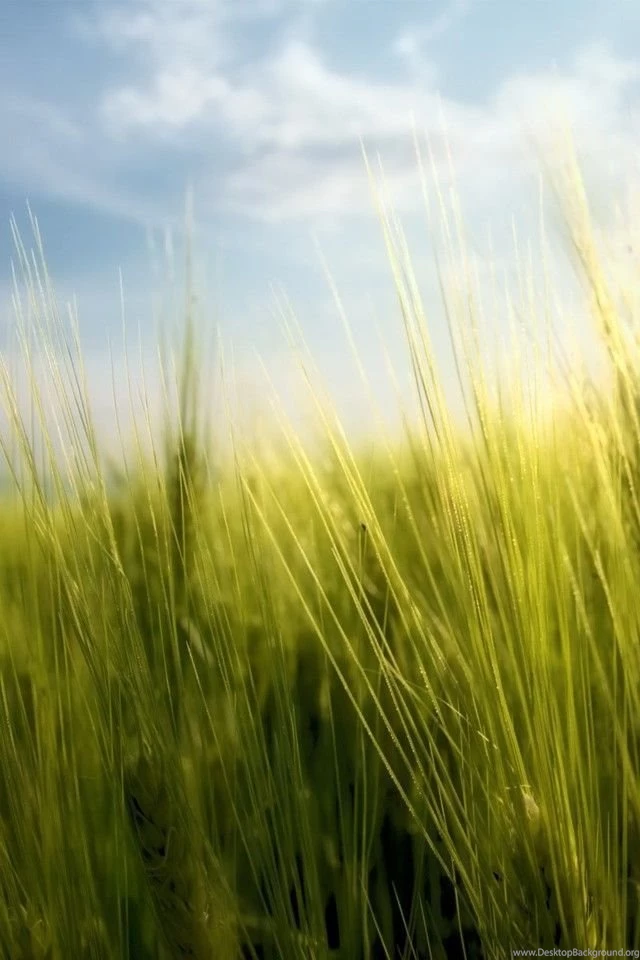 Nature Wallpapers   Free Nature Desktop Wallpapers & Pictures Download