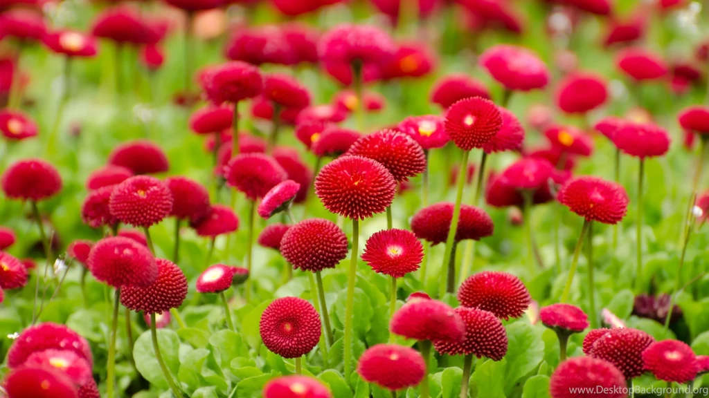 Flowers Wallpapers Page 1 HD Wallpapers