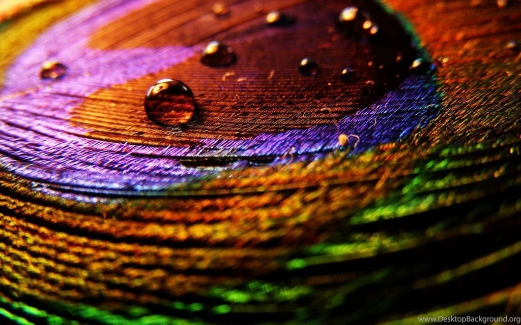 1280x800 Peacock Feathers Macro Desktop PC And Mac Wallpapers