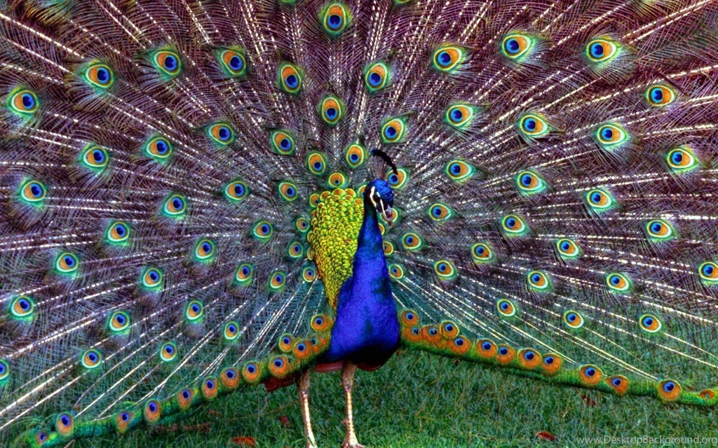 Wallpapers Of Peacock Feathers HD 2015