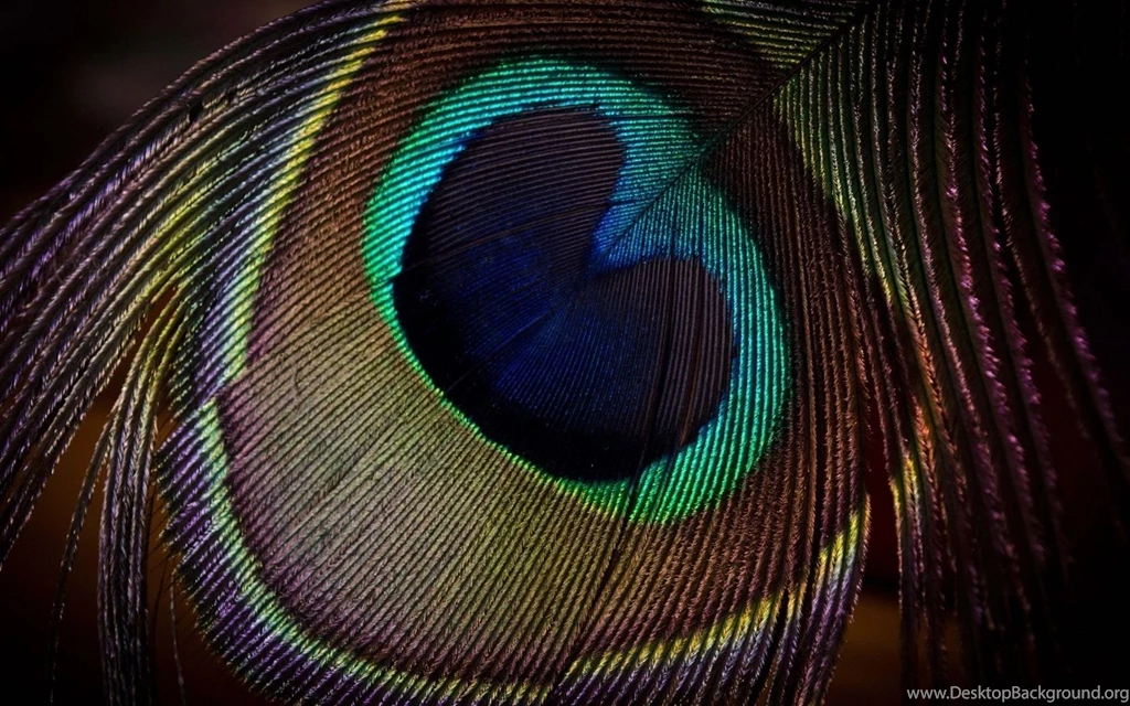 Desktop peacock backgrounds dowload.jpg
