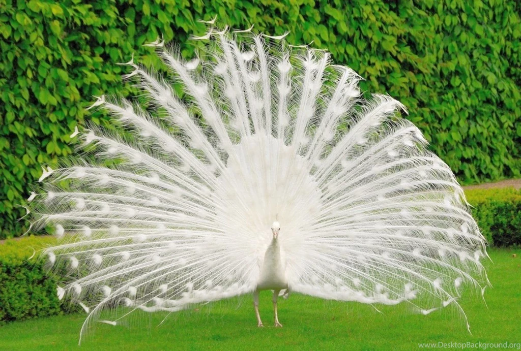 Peacock Inexperienced Wallpapers HD Images New