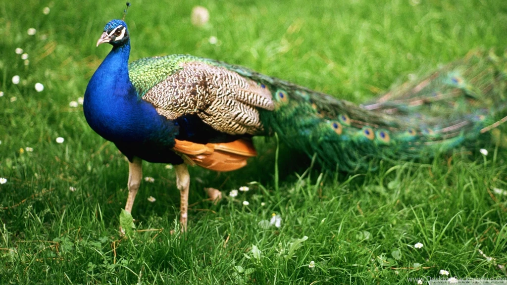 Colourful peacock
