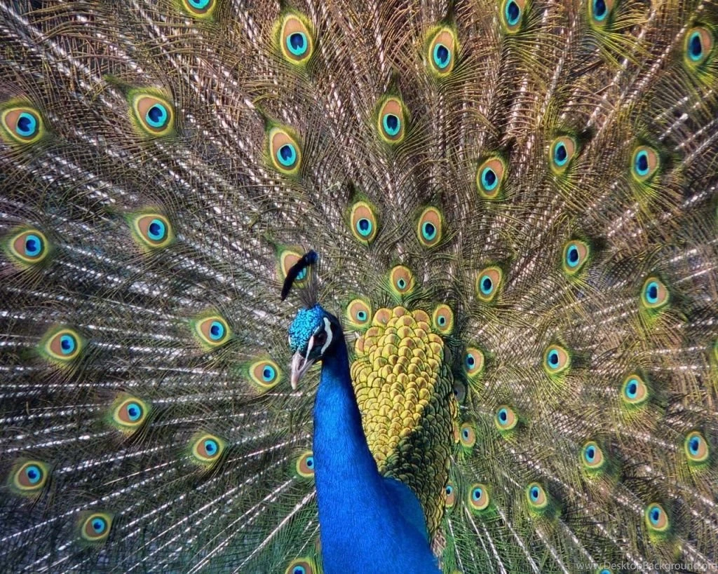 1024x768 Beautiful Peacock Desktop PC And Mac Wallpapers