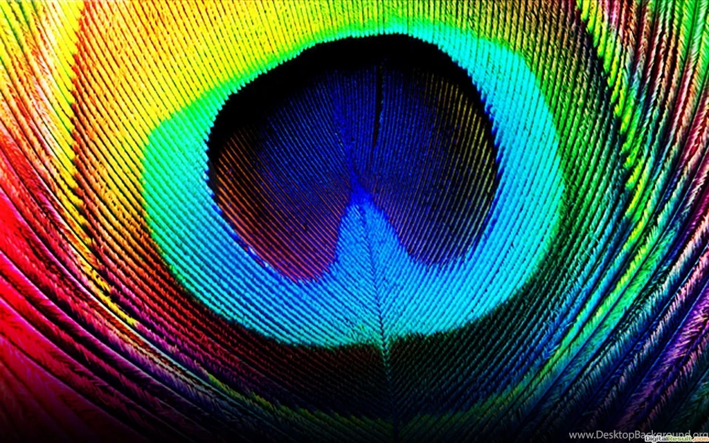Peacock HD Wallpapers