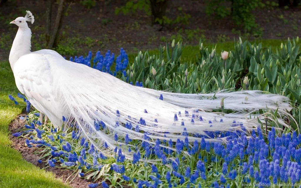 Peacock HD Wallpapers Pictures