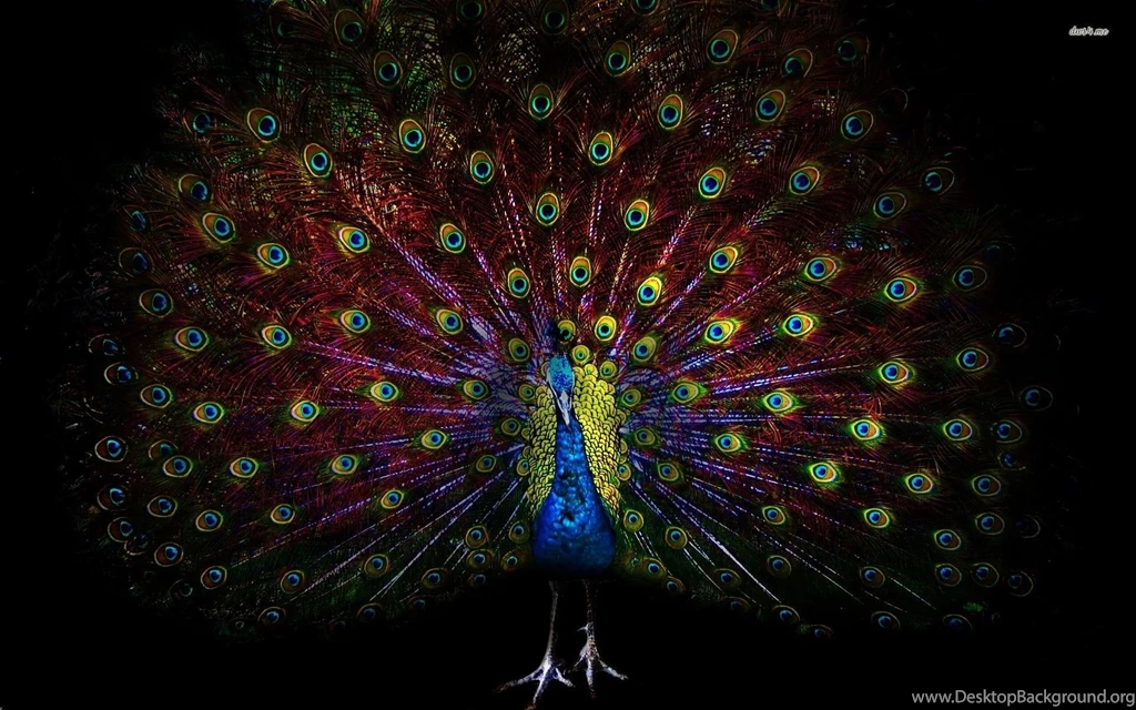 Peacock Wallpapers Animal Wallpapers