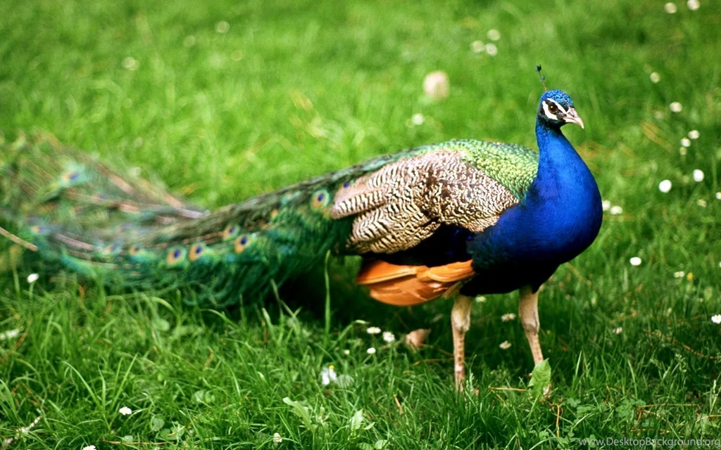 Colourful peacock