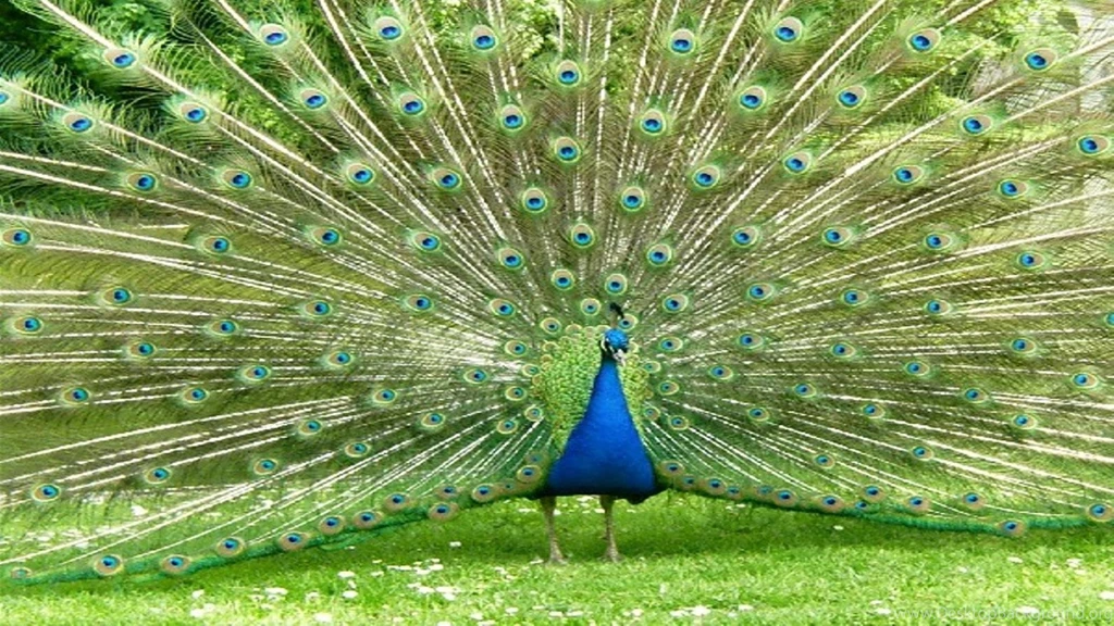 Male Peacocks Mating Wallpaper.