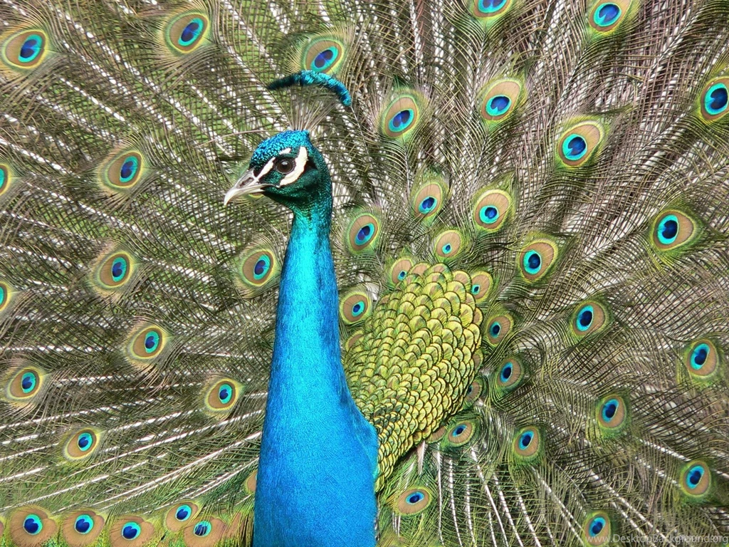 Download Beautiful Peacock Free Download Wallpapers