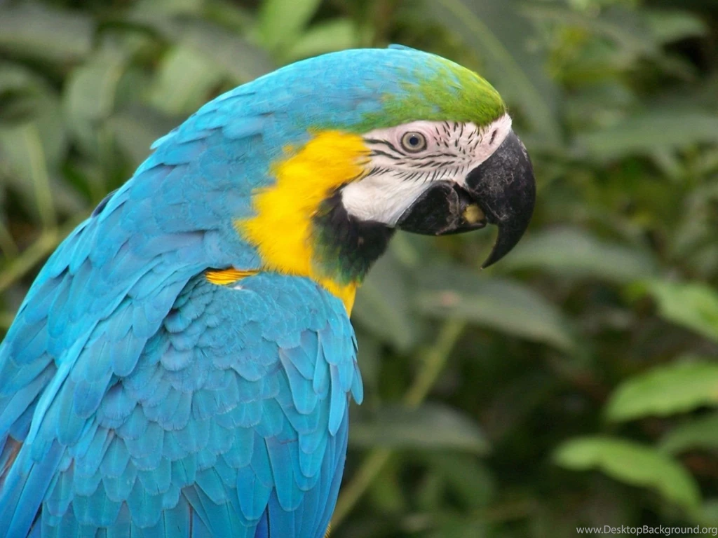 Blue Parrot Wallpapers 1600x1200 Wallpapers, 1600x1200 Wallpapers ...