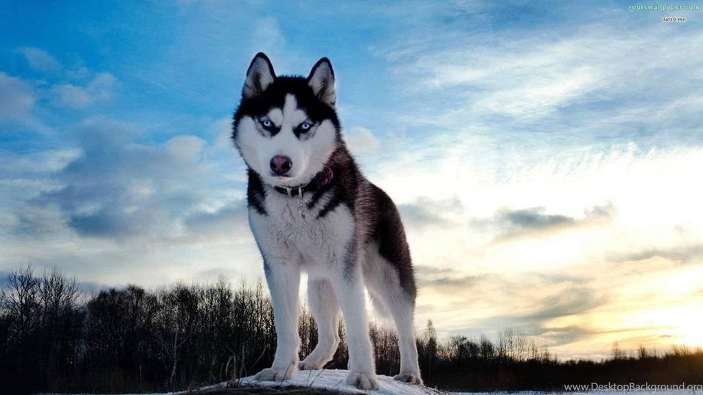 Siberian Husky Wallpapers Laptop Backgrounds Wallpapes HD