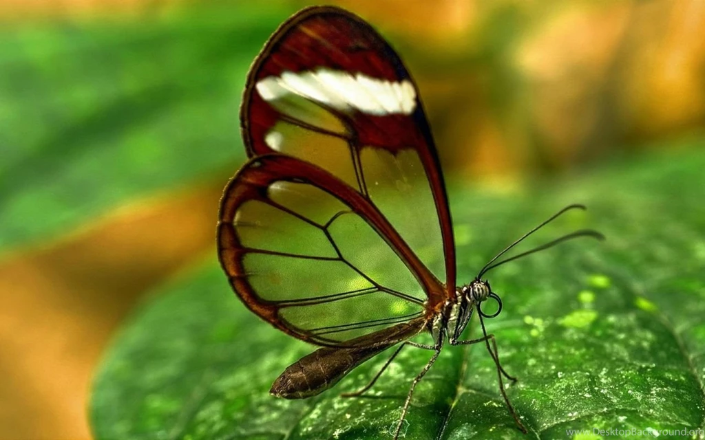 Unique Butterfly in Transparent Wings.jpg