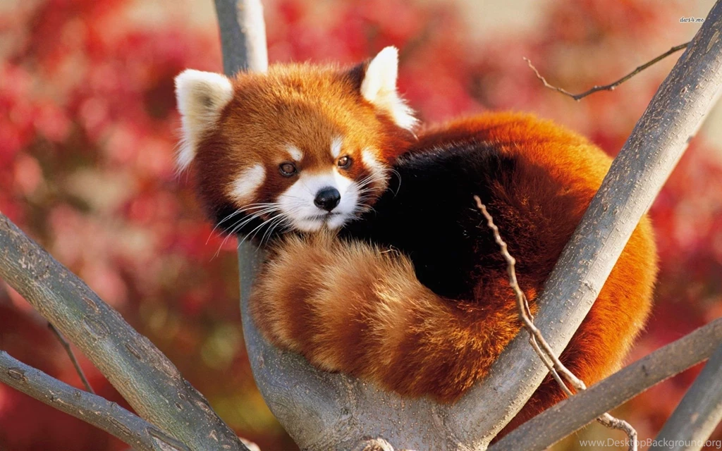 Red Panda Wallpapers HD Download