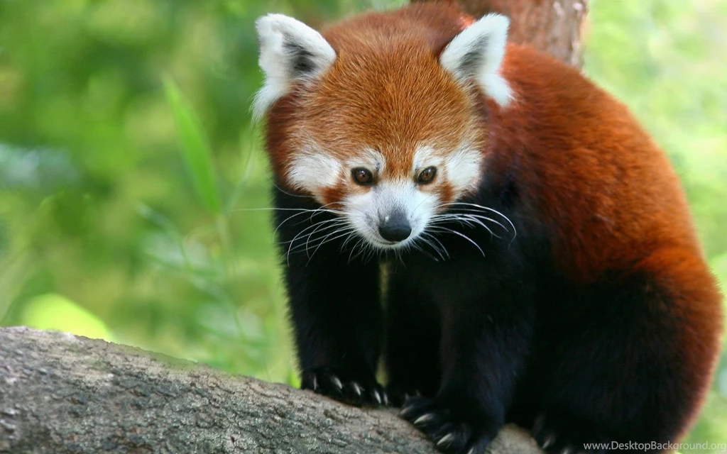 Red Panda Wallpapers HD Download