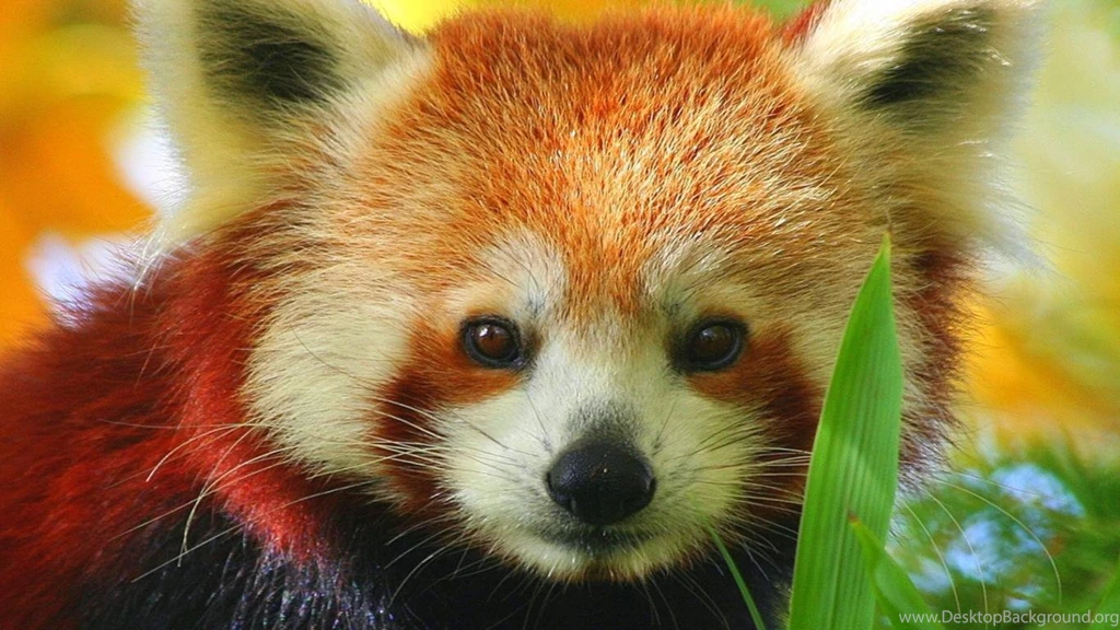 Red Panda Free Large Images
