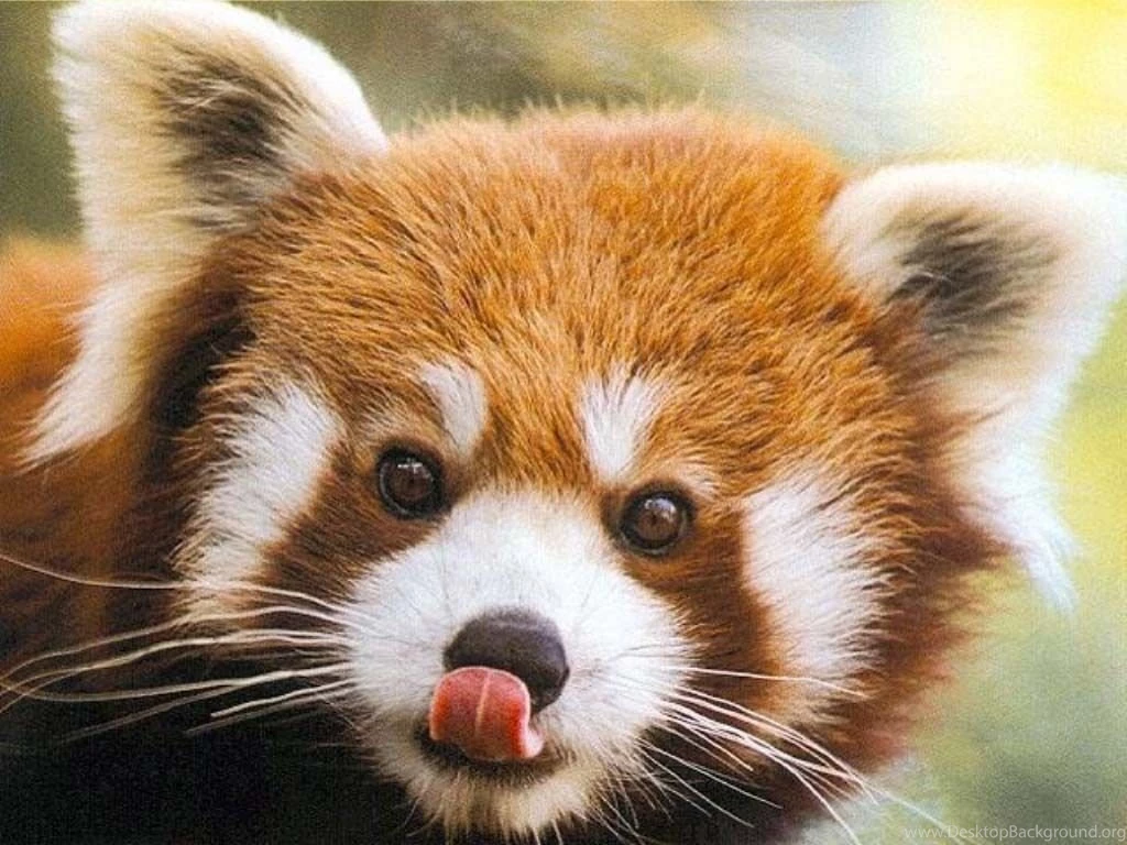 I Adore Red Panda ♡ ♡ ♡ Red Pandas Wallpapers (16286144) Fanpop