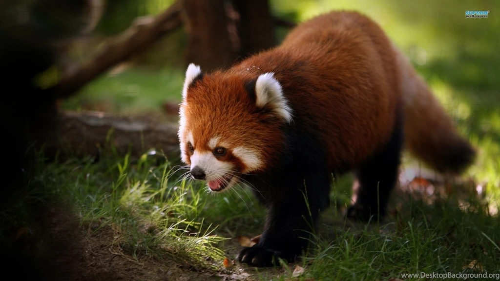 Red Panda Wallpapers Animal Wallpapers