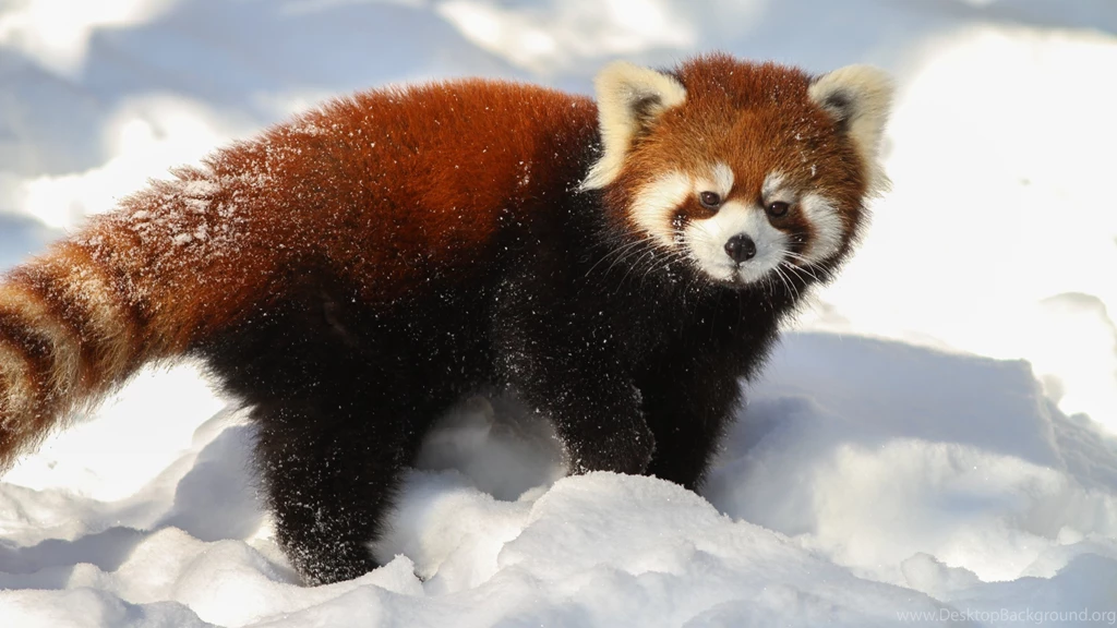 Red Panda Wallpapers