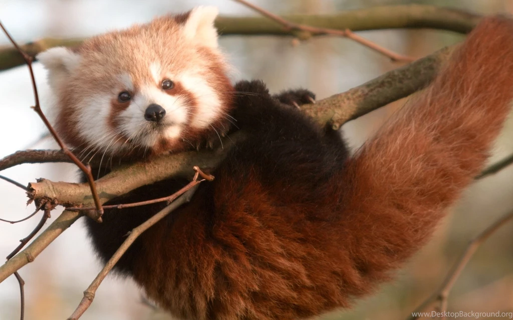Cute Red Panda Hanging From Tree Limb HD Wallpapers Cool Wallpapers