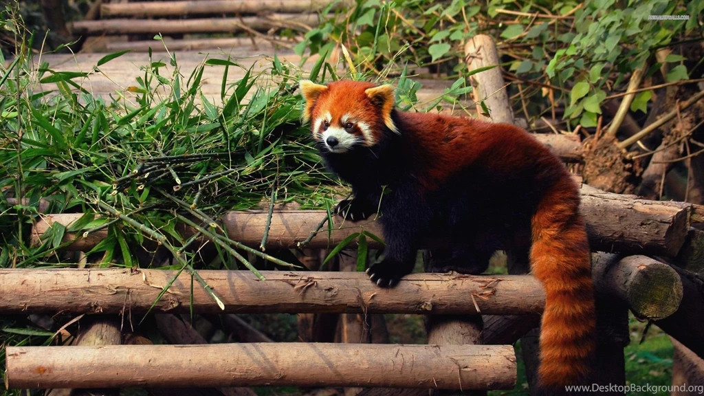 Cute Red Panda Wallpapers
