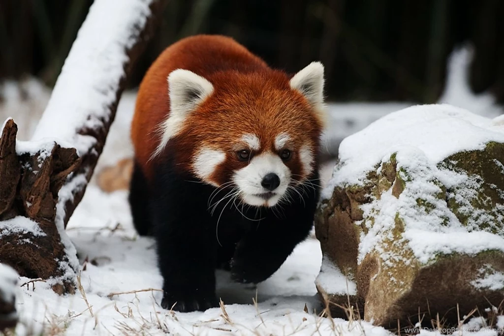 Cute Red Panda Sleeping Wallpaper.