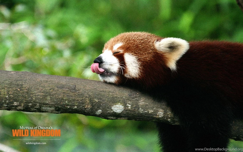 Red Panda Wallpapers 1080p Images