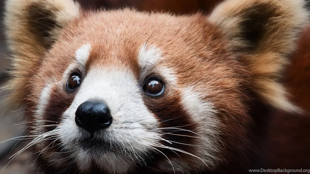 red panda wallpapers 1920x1080