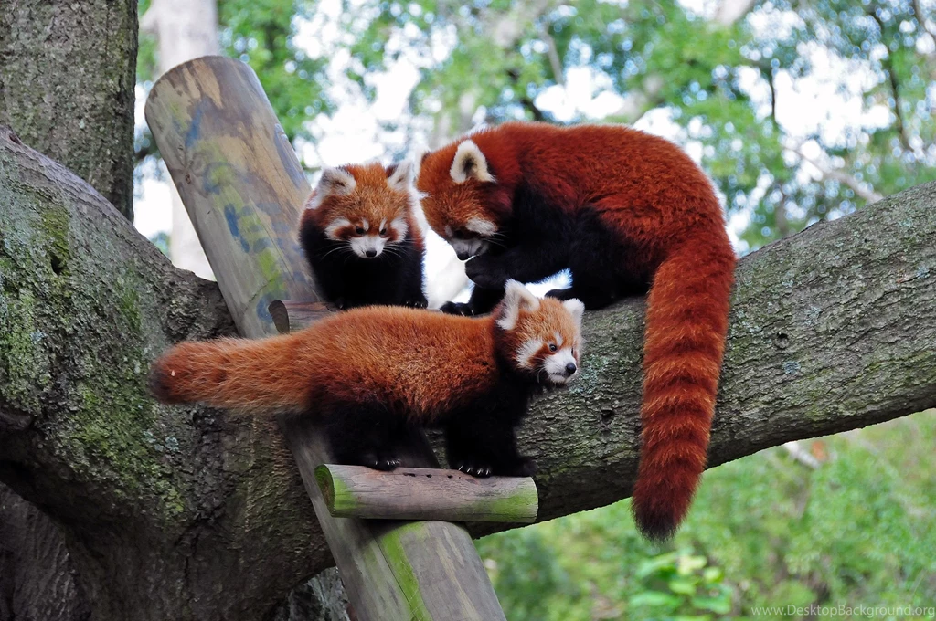 Red Panda Wallpapers