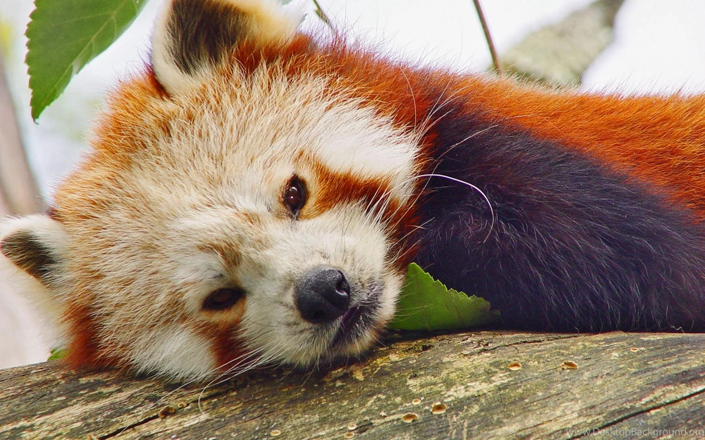 Red Panda Wallpapers 1920x1200 ImgMob