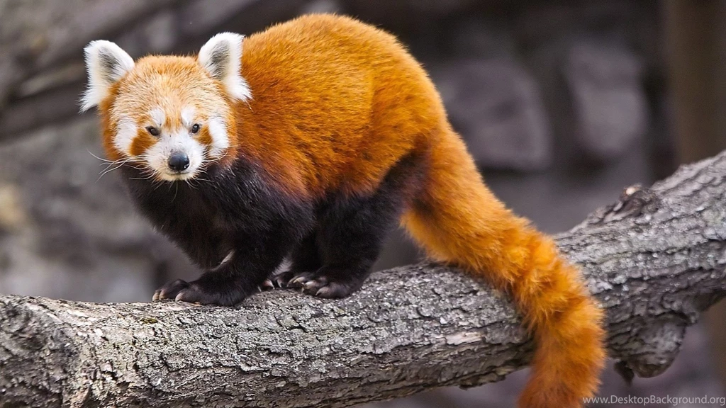 Red Panda Wallpapers 1920x1080 ID: 41857