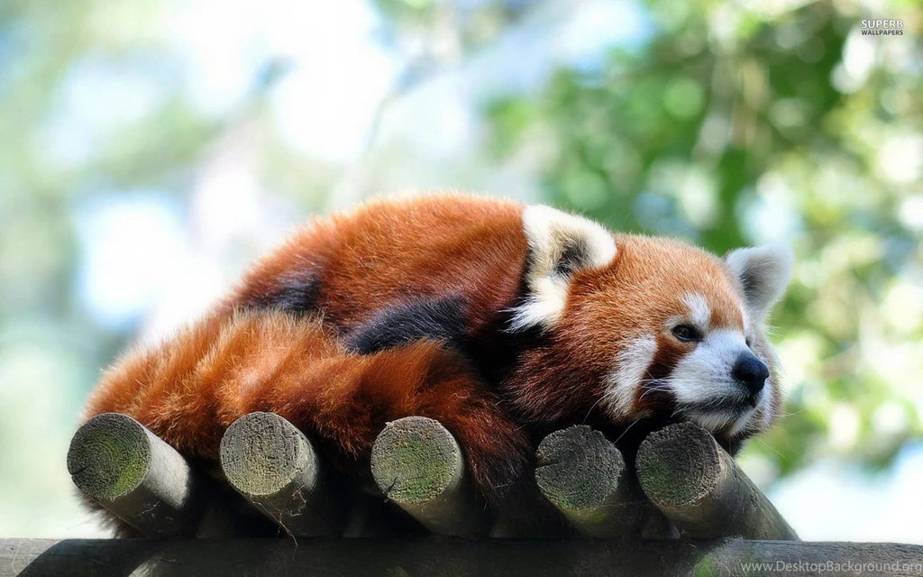 Newborn Red Pandas Wallpaper.