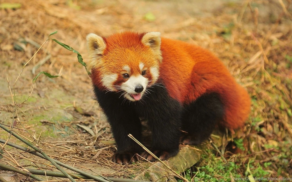 Red Panda Wallpapers HD Download