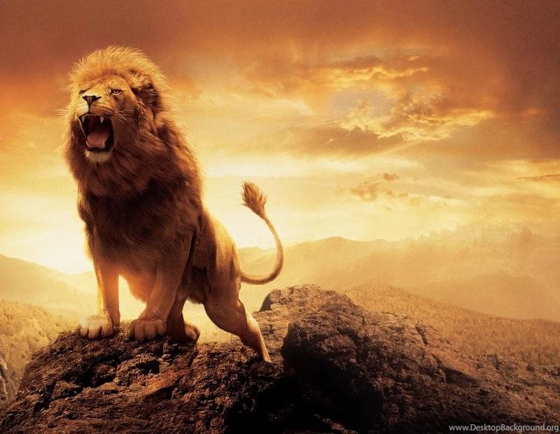 Beautifull Wallpapers Of Lions In HD