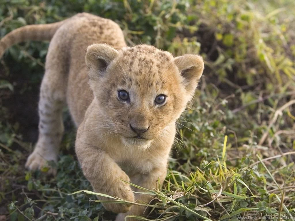 Lion Cubs Wallpapers