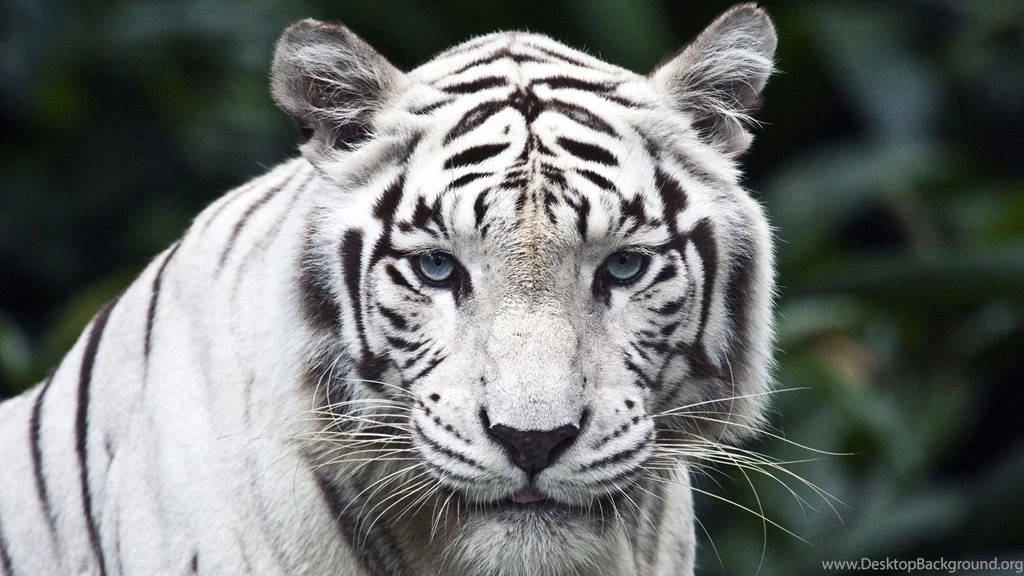 Beautiful White Lion Desktop Wallpapers